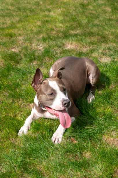 istock The blue eyed terrier dog 1730091667