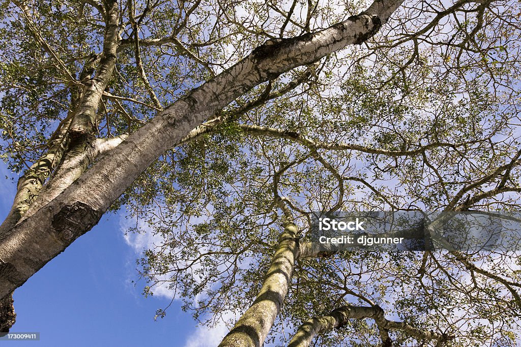 Folhagem e Sky Tree - Foto de stock de Arbusto royalty-free