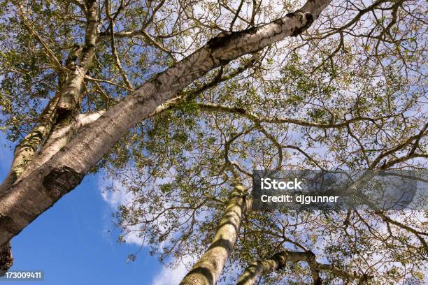 Foto de Folhagem E Sky Tree e mais fotos de stock de Arbusto - Arbusto, Beleza, Beleza natural - Natureza