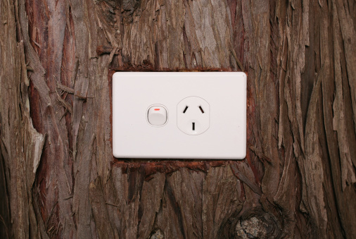 A power plug in a tree trunk