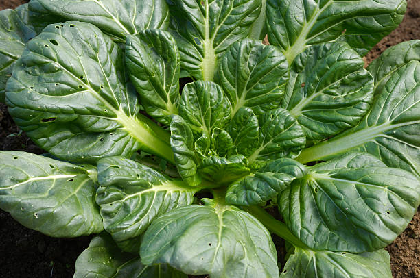 istock Bok Choy Plant Growing on Farm 173009505
