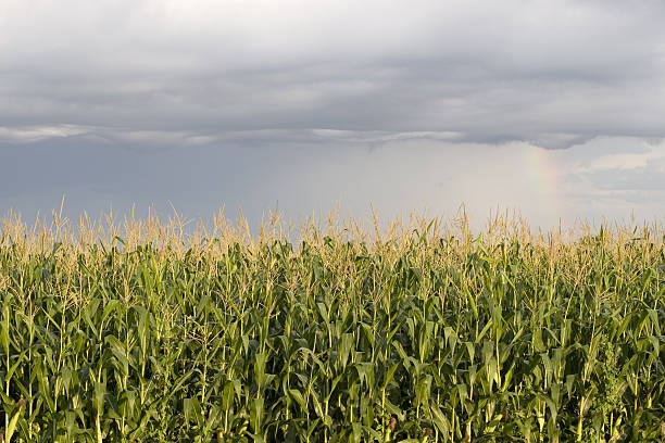 A stunning double rainbow arches over a lush green wheat field, creating a striking contrast against the dark sky in a late spring afternoon