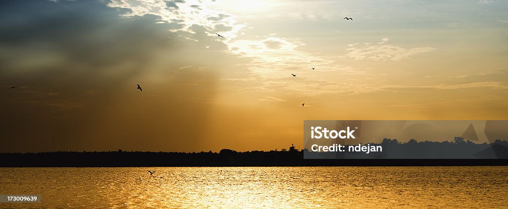 Sunset Lake - Seagull Sunset Lake - Palic (Serbia) Backgrounds Stock Photo