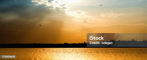 Sunset Lake Seagull Stock Photo - Download Image Now - Backgrounds, Blue, Cloud - Sky