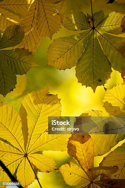 Outono Dourado - Fotografias de stock e mais imagens de Abstrato - Abstrato, Amarelo, Ao Ar Livre