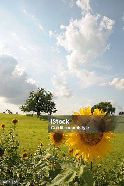 Girasol Foto de stock y más banco de imágenes de Agricultura - Agricultura, Aire libre, Ajardinado