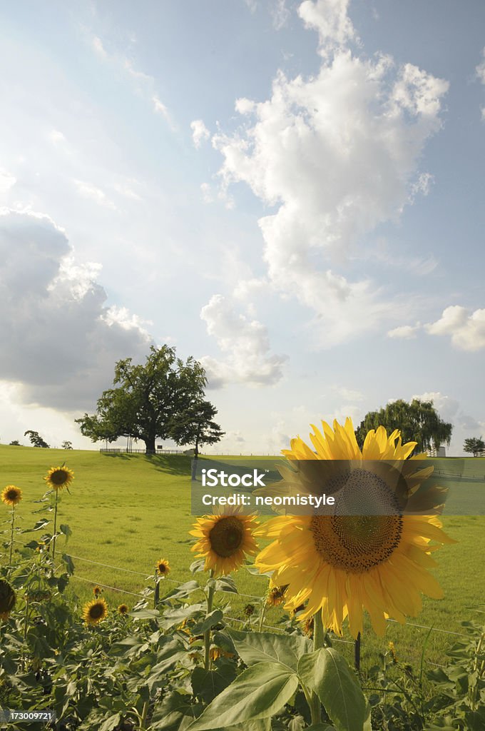 girasole - Foto stock royalty-free di Agricoltura