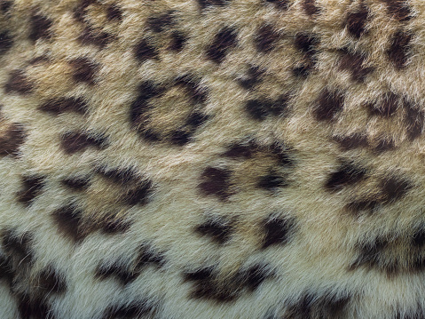 A female leopard looks into the camera