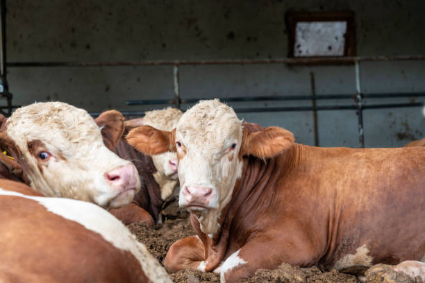 istock Bull resting in the garden 1730097808