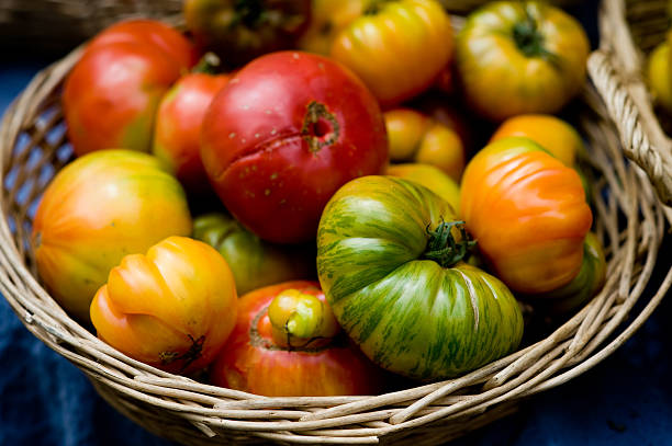 Heirloom tomato harvest stock photo