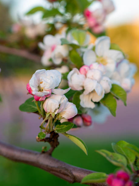 istock Bright white an apple-tree flower illuminated by a bright ray of the spring sun and blue sky on a back background 1730098330