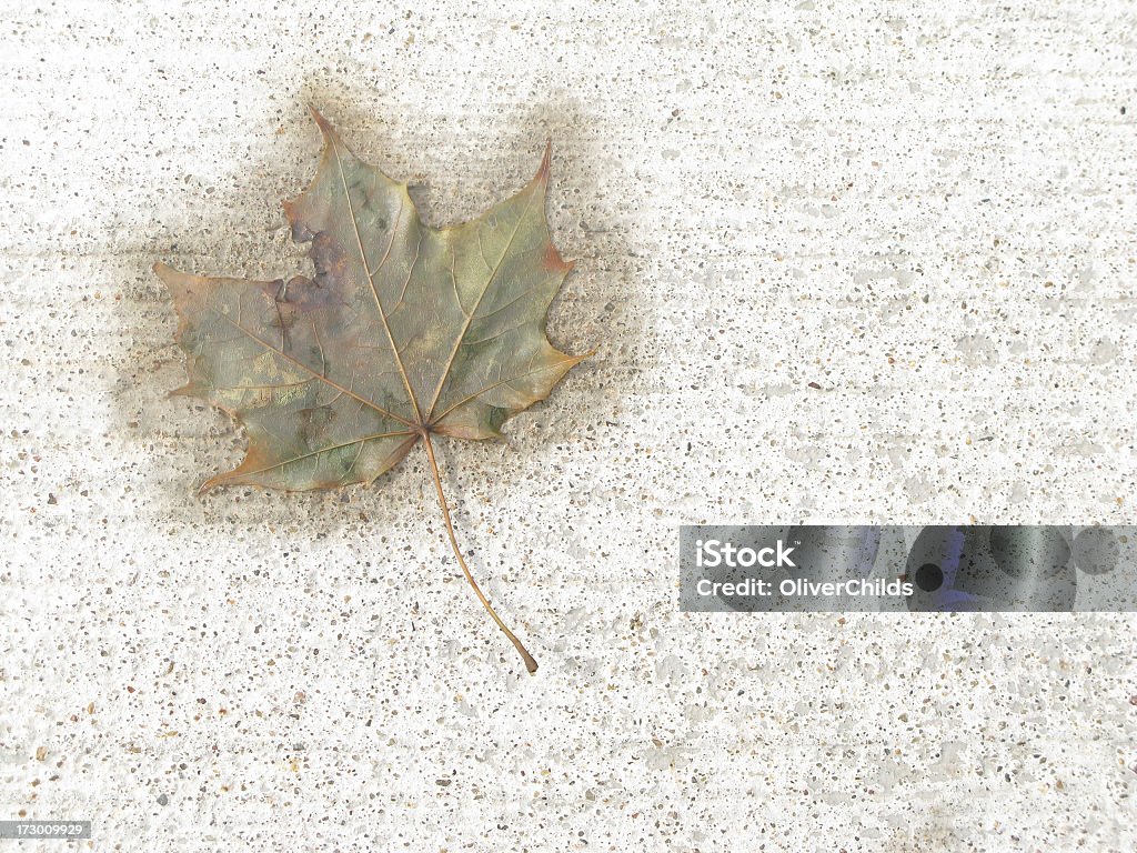 Maple leaf em uma calçada. - Foto de stock de Brilhante - Luminosidade royalty-free