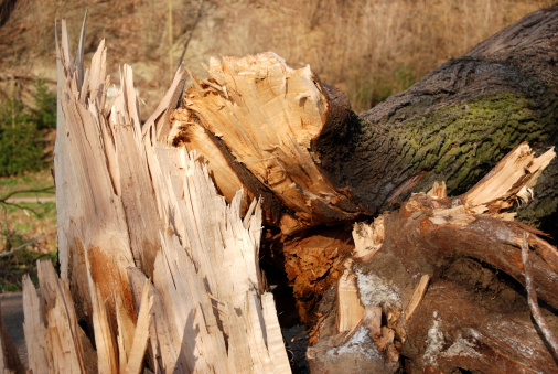 Storm damage - broken tree