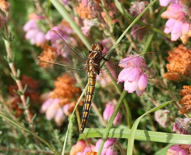istock Female keeled skimmer dragonfly 173010023