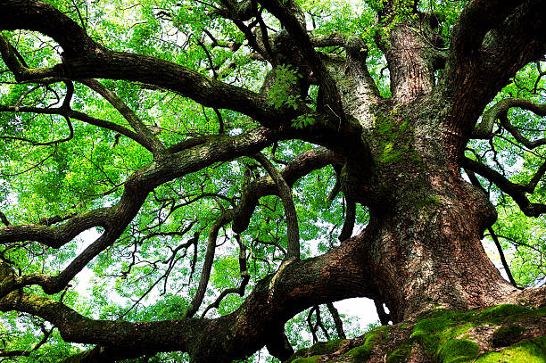 big tree - forest tree nature wilderness area photos et images de collection