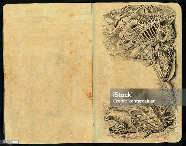 Mar De Conchas Caderno De Esboços - Fotografias de stock e mais imagens de Acabado - Acabado, Animal, Antigo