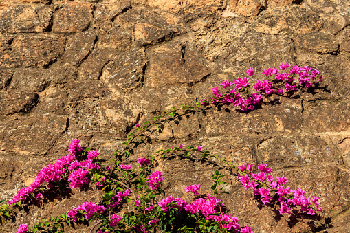 Stone wall decorated with purple bougainvillea flowers