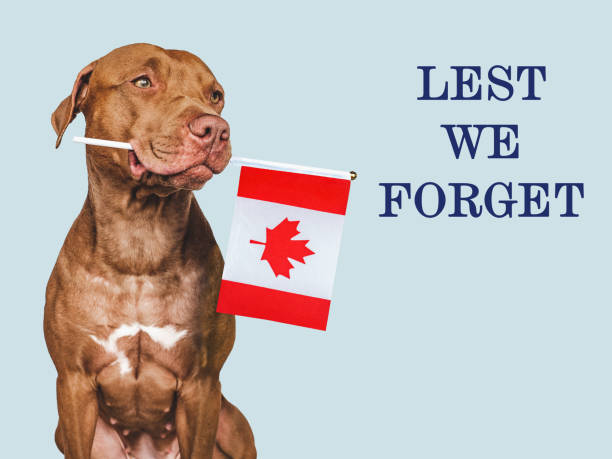 istock Lest We Forget. Lovable dog and Canadian Flag 1730102018