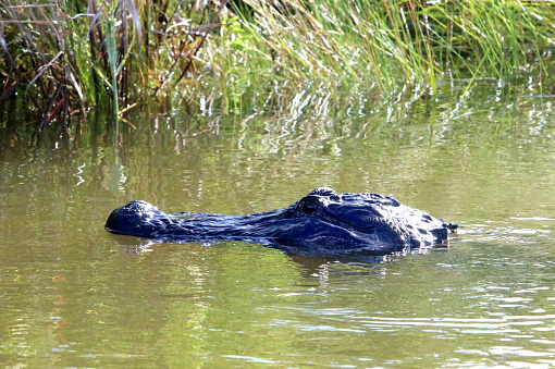 American Alligator, alligator mississipiensis, Adult with Open Mouth Regulating Body Temperature