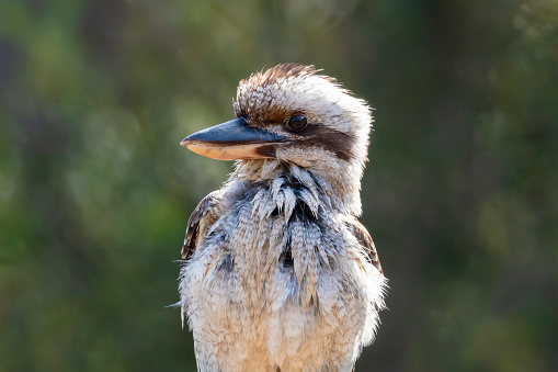 Photograph of a Kookaburra relaxing in the sunshine while sitting on a fence after taking a swim in a domestic swimming pool in the Blue Mountains in New South Wales in Australia.
