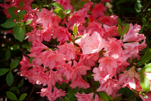 Flower - Japanese Azalea, also called  Rhododendron or Orange beauty