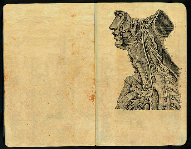 hombre linfatico caderno de esboços - anatomy sketch pad retro revival old imagens e fotografias de stock