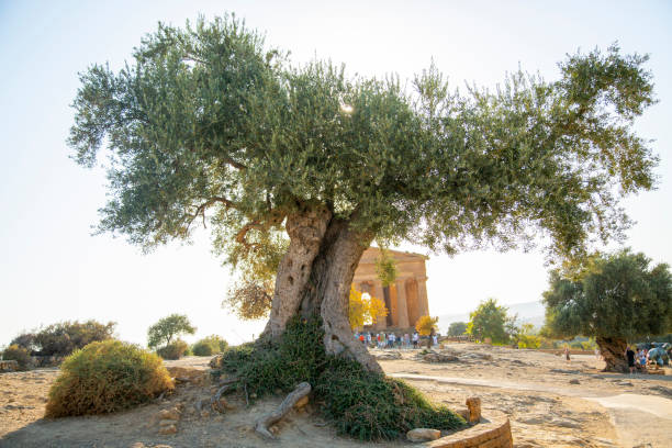 istock Olive tree in front of Greek temple 1730105773