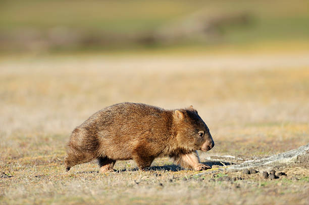 Wombat Wombat at Narawntapu national park in TasmaniaRelated images: wombat stock pictures, royalty-free photos & images