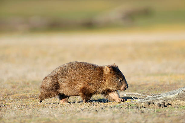 вомбат - wombat стоковые фото и изображения