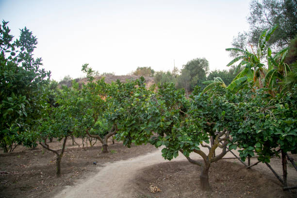 istock lemon plants with dusty road 1730106328