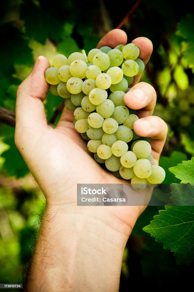 Uva blanca - Foto de stock de Agarrar libre de derechos