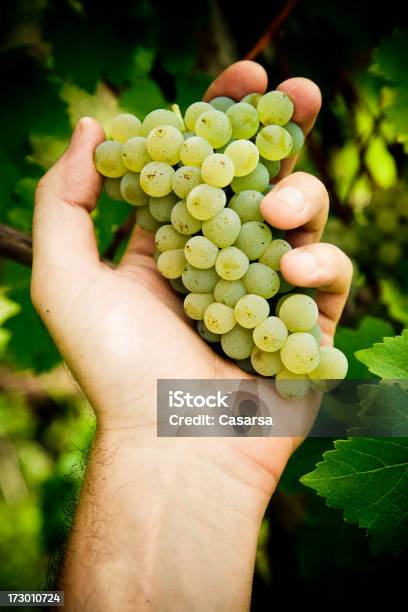 Uva Blanca Foto de stock y más banco de imágenes de Agarrar - Agarrar, Agricultura, Bodega de vino