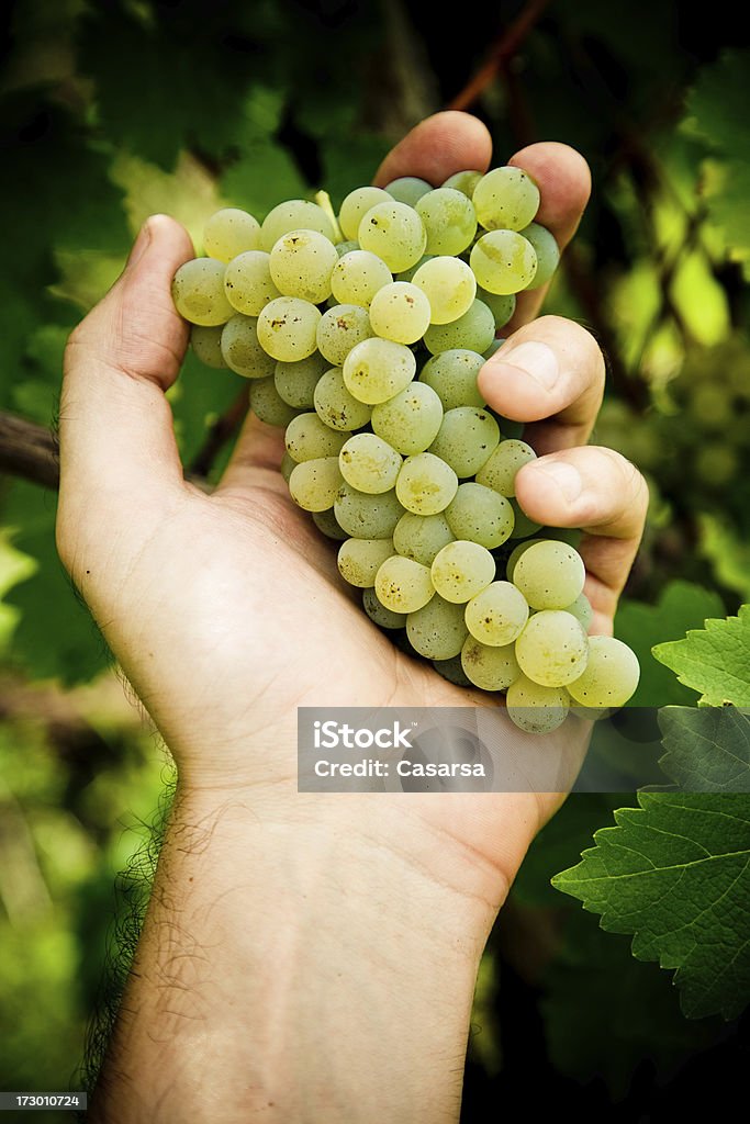 Uva bianca - Foto stock royalty-free di Agricoltura