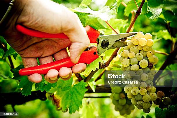 Foto de Vindima Branca De e mais fotos de stock de Agricultura - Agricultura, Cena Rural, Colheita