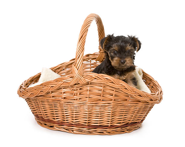 istock small dog in the basket 173010828