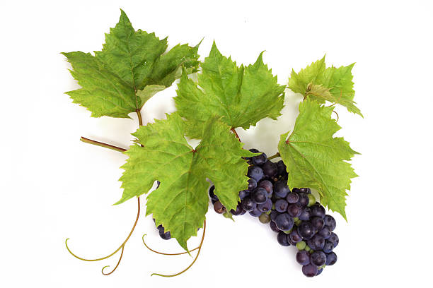 Grapes violet with Leafs http://www.avalonstudio.eu/istock/fruits_vagatables2.jpg panicle stock pictures, royalty-free photos & images