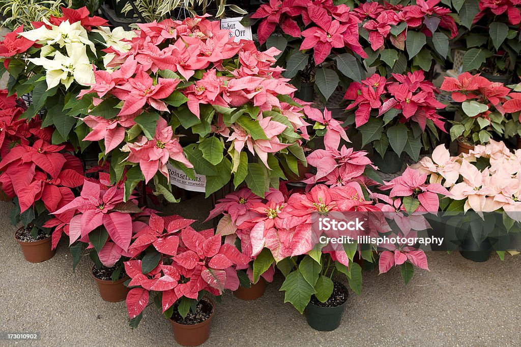 Poinsettias a Natale - Foto stock royalty-free di Inverno