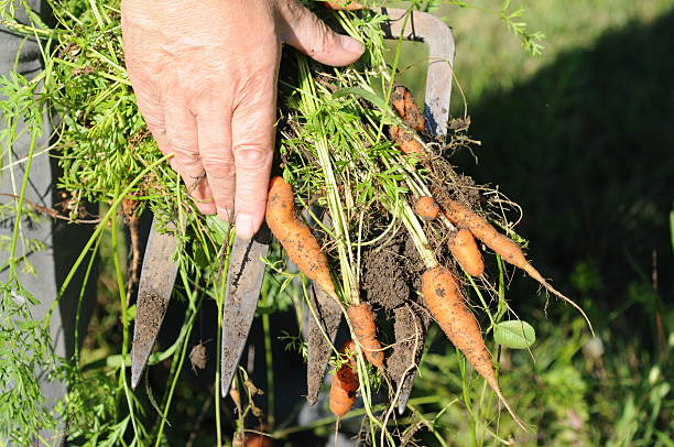 istock hand holding freshly dug organic baby carrots 173011125