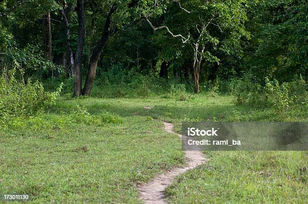 トラックの緑の森 - タイ王国のストックフォトや画像を多数ご用意 - タイ王国, 一本道, 土