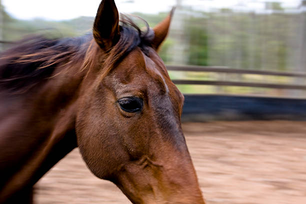 Horse in motion stock photo