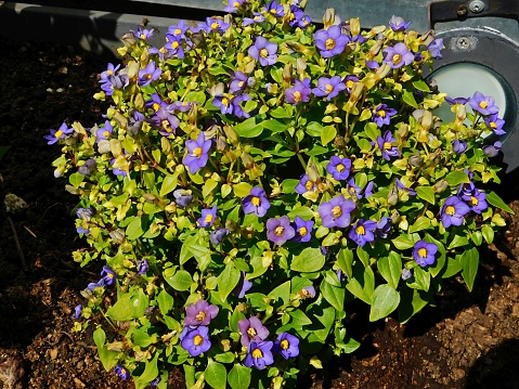 Persian violet, or Exacum affine plant with flowers
