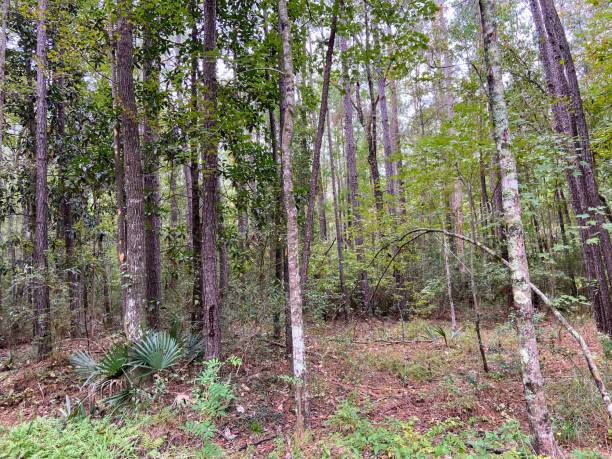 istock Cypress Gardens in Moncks Corner, South Carolina 1730111699