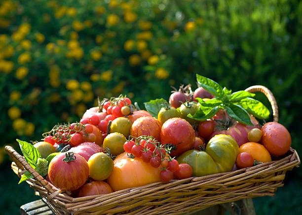 바스켓 가든 토종 토마토, 유기농 채소를 원예용 - heirloom tomato organic tomato green tomato 뉴스 사진 이미지