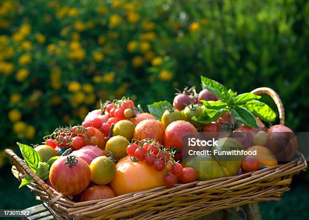 Basket Of Garden Heirloom Tomatoes Organic Vegetable Gardening Stock Photo - Download Image Now