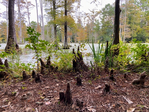 Cypress Gardens in Moncks Corner, South Carolina