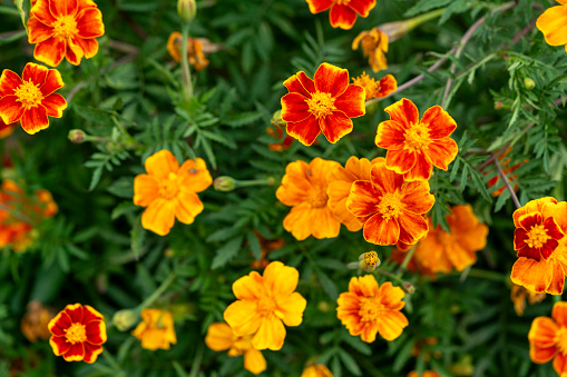 lush outdoor flowerbed with orange carnation flowers in summer day