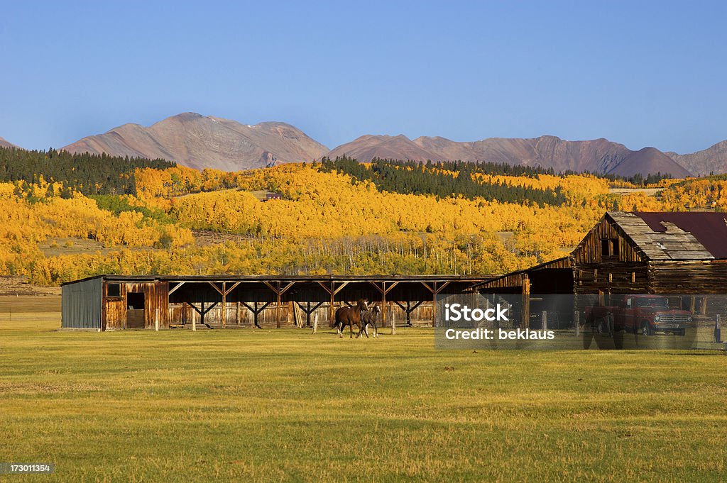 Colorado do campo - Foto de stock de Floresta de Aspen royalty-free