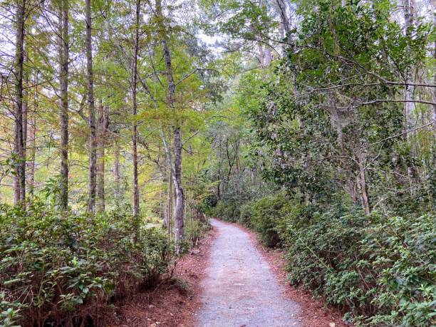 istock Cypress Gardens in Moncks Corner, South Carolina 1730113823
