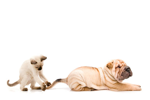 please don't play my tail shar pei and siames mini shar pei puppies stock pictures, royalty-free photos & images