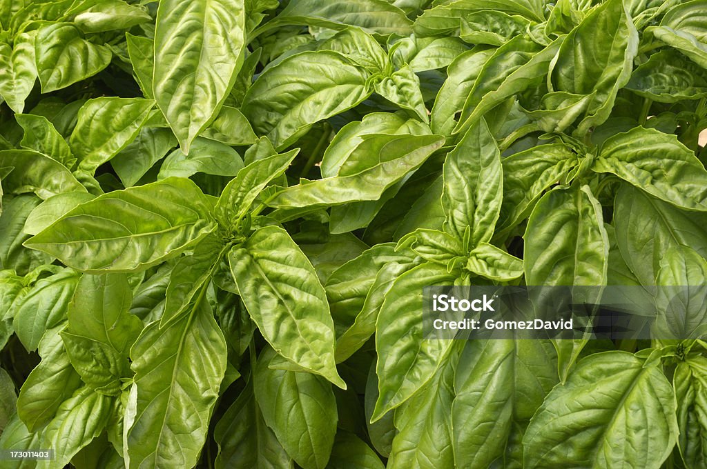 Primer plano de las plantas de albahaca orgánicos - Foto de stock de Agricultura libre de derechos